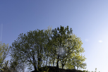 tall maple trees with green foliage growing on the cliff