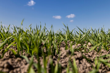 young wheat in the soil, wheat harvest