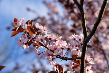 beautiful cherry blossoms during flowering in spring