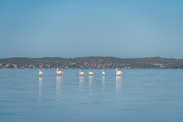 African flamingo in langebaan lagoon