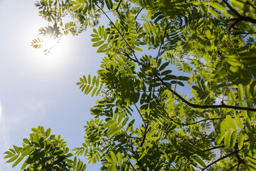beautiful new rowan foliage in sunny weather