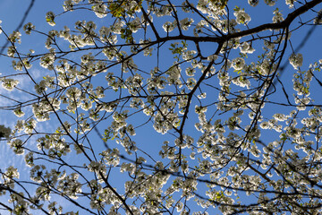 large inflorescences of white cherry blossoms in spring