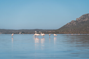 African flamingo in langebaan lagoon