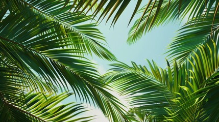 Portrait of dense palm leaves against the clear blue skies of Miami Beach, close up on texture and color, theme of natural canopy, realistic, Silhouette, lively beach backdrop