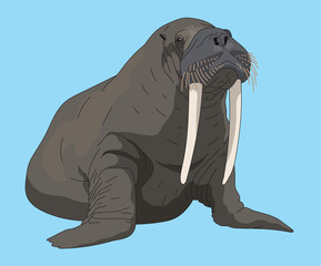 Walrus Seals Lying Down Walruses