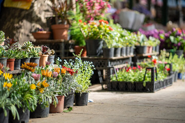 Outdoor flower market in Tbilisi Georgia. Beautiful flowers and potted plants for home or garden,...