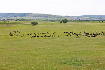 A large flock of sheep in the field.