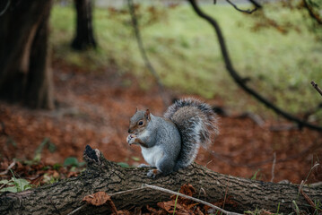 Naklejka premium Grey Squirrel Eating Nut in Forest