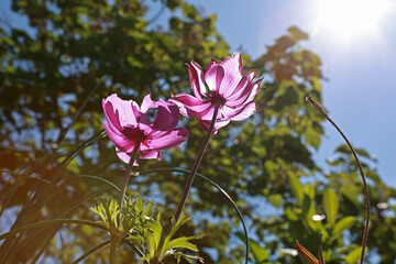 Beautiful indigo flowers in the garden.