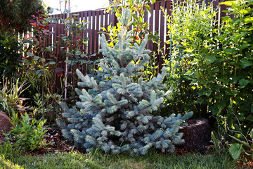 Baby Blue silver fir tree with new growth in spring.