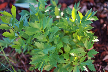 Lovage în the garden.  Aromatic palnt.