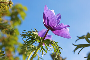 A beautiful purple flower in the spring garden.