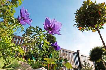 Beautiful purple flowers in the garden.