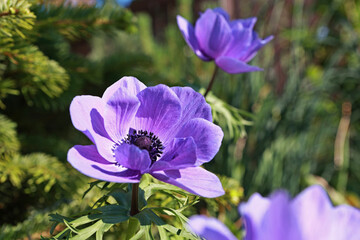 Beautiful purple flowers in the garden.