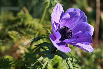 A beautiful purple flower in the spring garden.