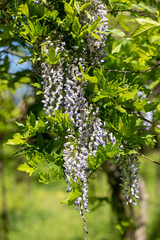 Wisteria flowers on climbing branches