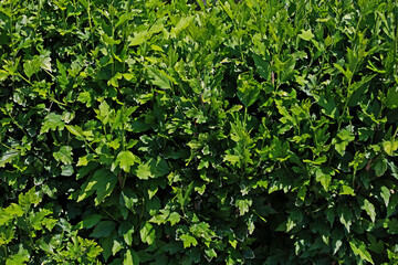 Hibiscus. Japanese rose. Detail. Leaves. Spring.