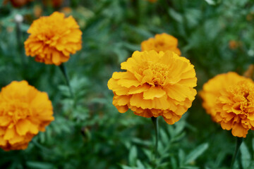 Vibrant Yellow Marigold Blossoms in Full Bloom – Nature's Beauty in Bold Display