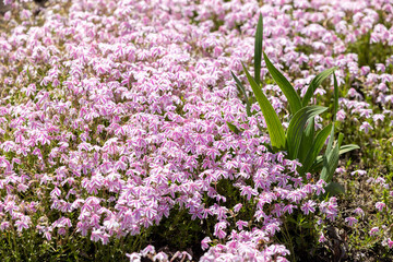 Obraz premium Purple flowers covering the ground