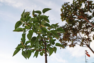 Small lilac tree with beautiful branches and green leaves.