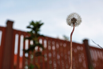 Dandelion. Dandelion globe in sunset light.