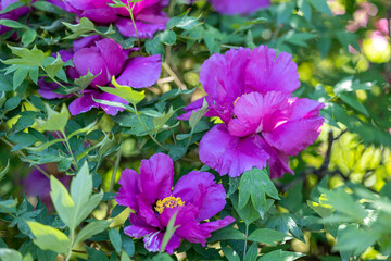 Pink peony flowers on branches