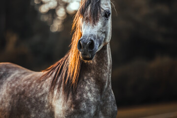 Vollblutaraber Stute