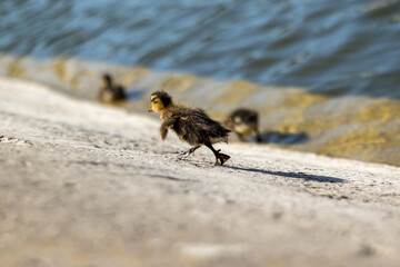 Mallard duckling on the shore of a pond