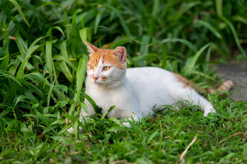 Naklejka na ściany i meble Cat resting on its back in the grass