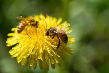 World Bee Day. Bees On Dandelion In Natural Habitat