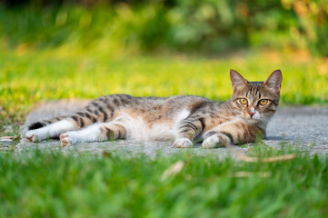 Cat resting on the ground