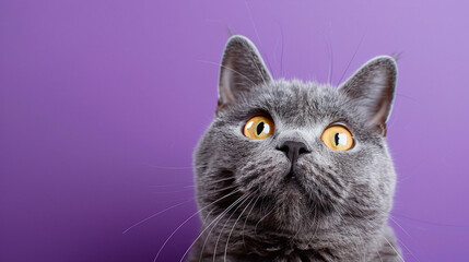 Beautiful gray cat looks into the frame on a purple background