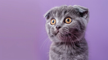 Beautiful gray cat on a purple background