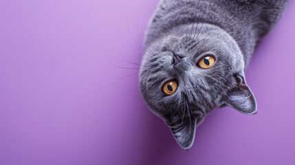 Beautiful gray cat looks into the frame on a purple background
