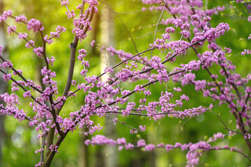 American Eastern Redbud Tree or Cercis canadensis blossoming in a park close up. Selective focus. Nature concept