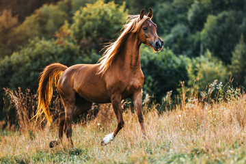 Fototapeta premium Vollblutaraber Stute