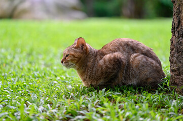 Cat resting on its back in the grass