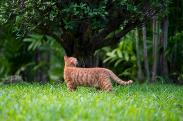 Cat walks in the park