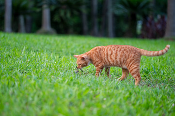 Cat walks in the park