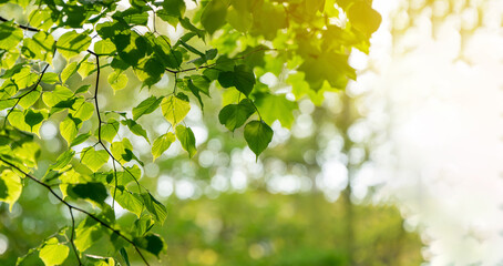 Green leaves with bokeh in backlit sunlight in the park. Beautiful background for wallpaper....