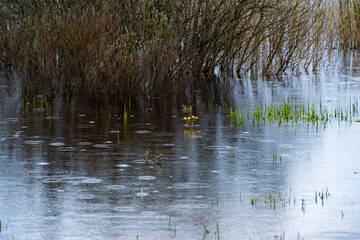 Peaceful scene of yellow flowers growing in a marsh during a light rain, surrounded by sparse reeds and reflecting in the water, creating a tranquil and serene atmosphere.