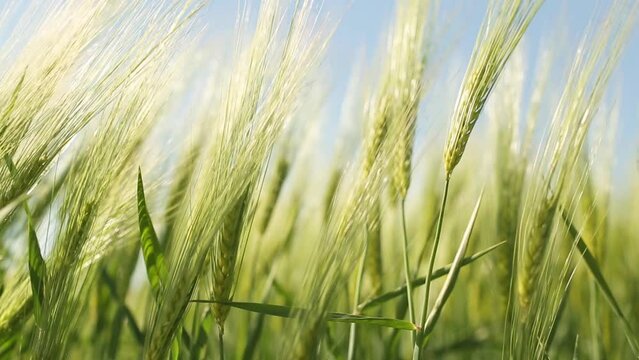 Beautiful barley field. Land area devoted to barley production. Cultivation of barley. Barley field in the morning.