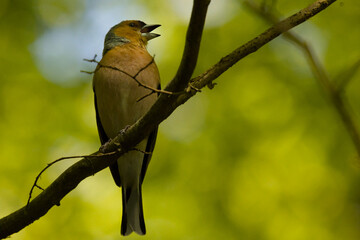 Olsztyński las miejski