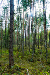 Captivating image of sunlight piercing through the dense, mixed forest, highlighting the rich diversity of tree species and the vibrant undergrowth.