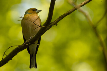 Olsztyński las miejski © Andrzej