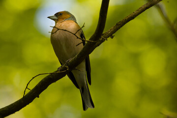 Olsztyński las miejski © Andrzej