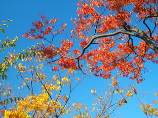 晩秋の欅の黄葉と青空