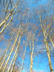 冬の林の枯れ木風景