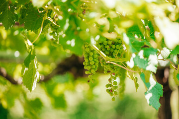 Fresh Green Grapes Close-Up