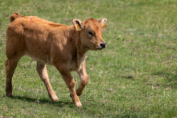 cow in the field